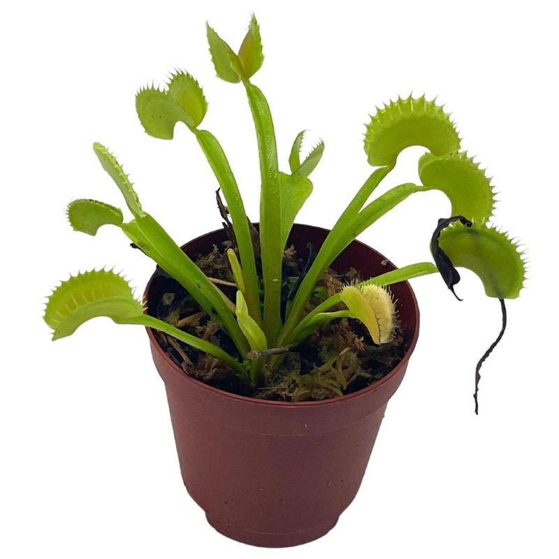 Florida House Plants Venus Flytrap, Dionaea Muscipula Perennial